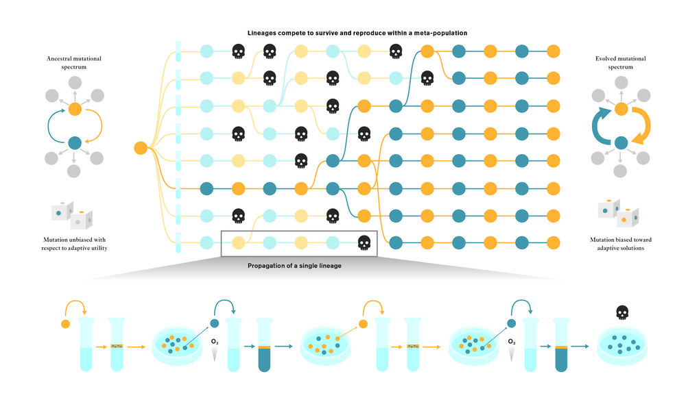 進化の適応メカニズムに関する新たな洞察 (Adaptation with foresight: Study reveals the evolution of evolvability)