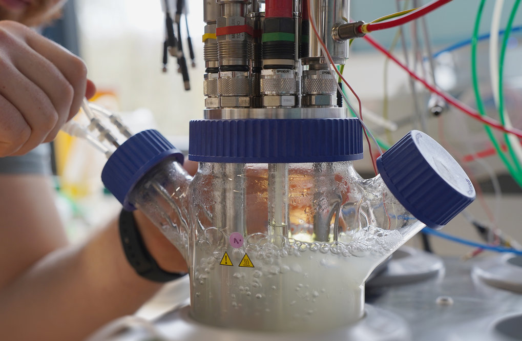 A bioreactor experiment showed that the non-phototrophic bacterium Cupriavidus necator can produce more biomass with a synthetic metabolic pathway from formic acid and CO2 than the natural bacterial strain. 