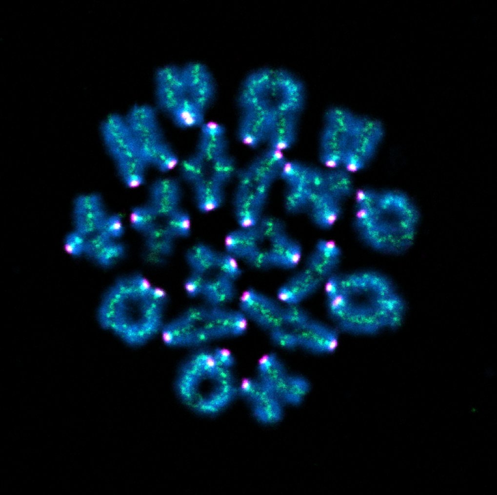 In a mouse egg cell, the chromosomes are stained blue. Cohesin is in shown in green and the kinetochores are shown in magenta. The experiments revealed that cohesin also plays a role in DNA repair.