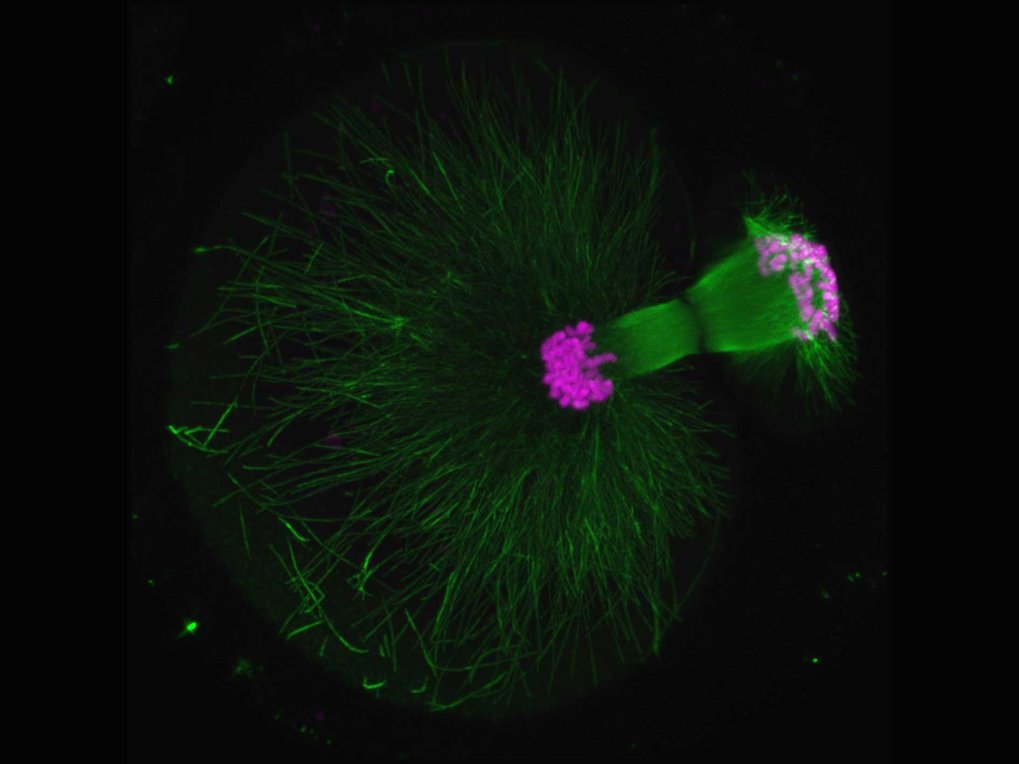 A mouse oocyte extrudes a polar body. 