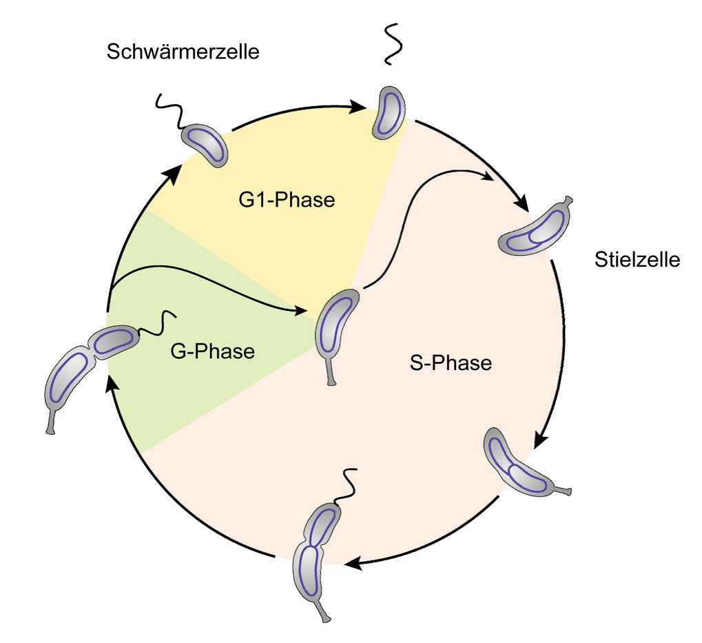 Regulation Der Zellteilung In | Max-Planck-Gesellschaft