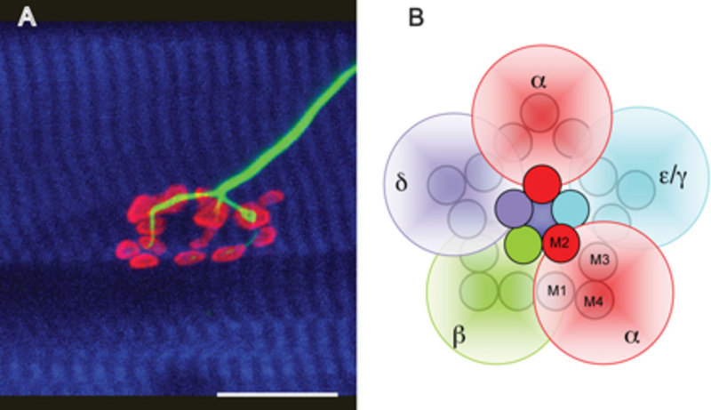 Dynamik Von Acetylcholinrezepto | Max-Planck-Gesellschaft