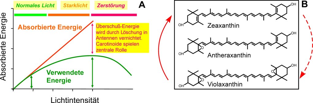 Xanthophyll Zyklus