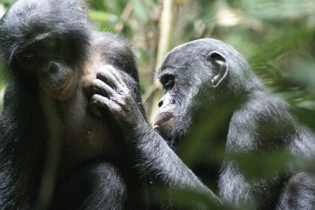 Bonobos' unusual success story | Max-Planck-Gesellschaft