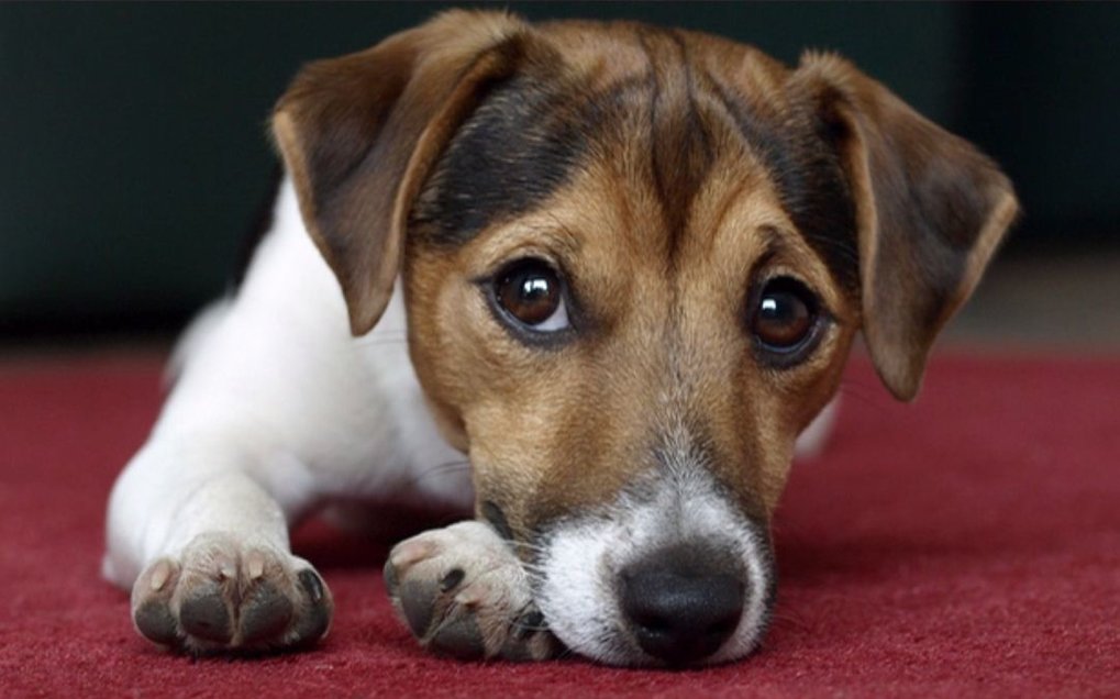 Film Schlaue Gefährten Hunde denken mit MaxPlanckGesellschaft