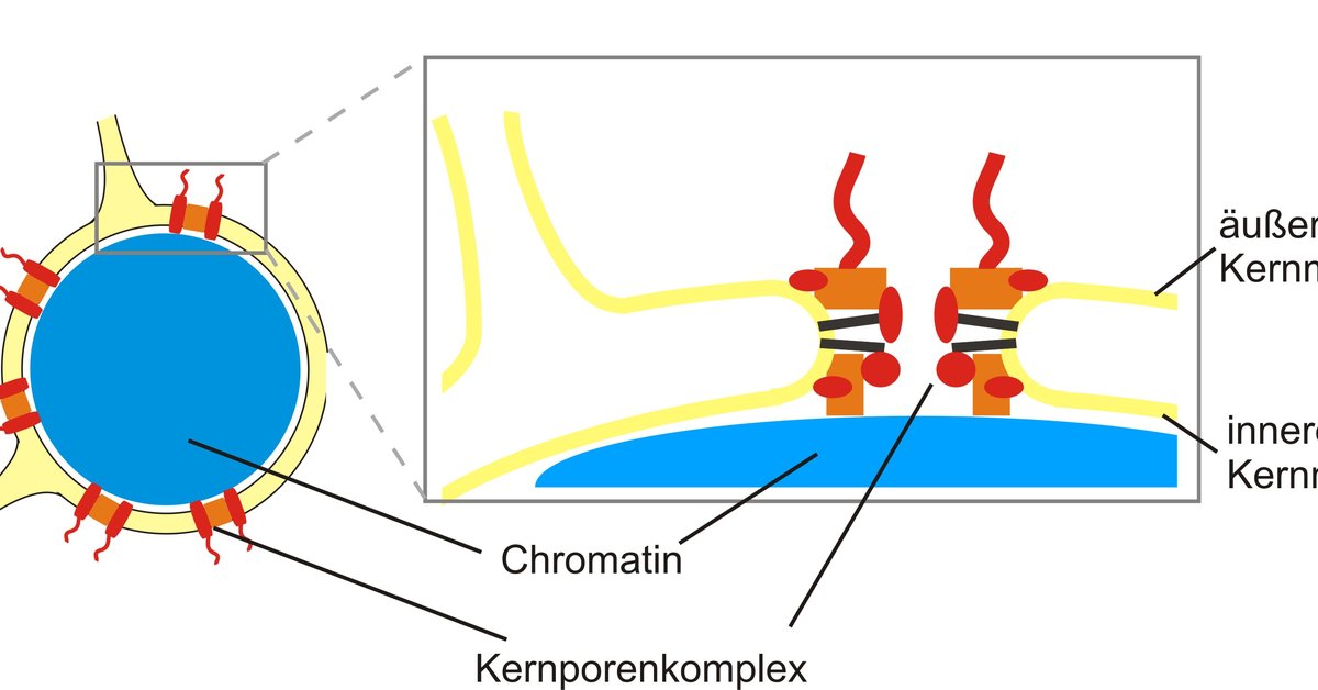 Kernhülle in der Mitose