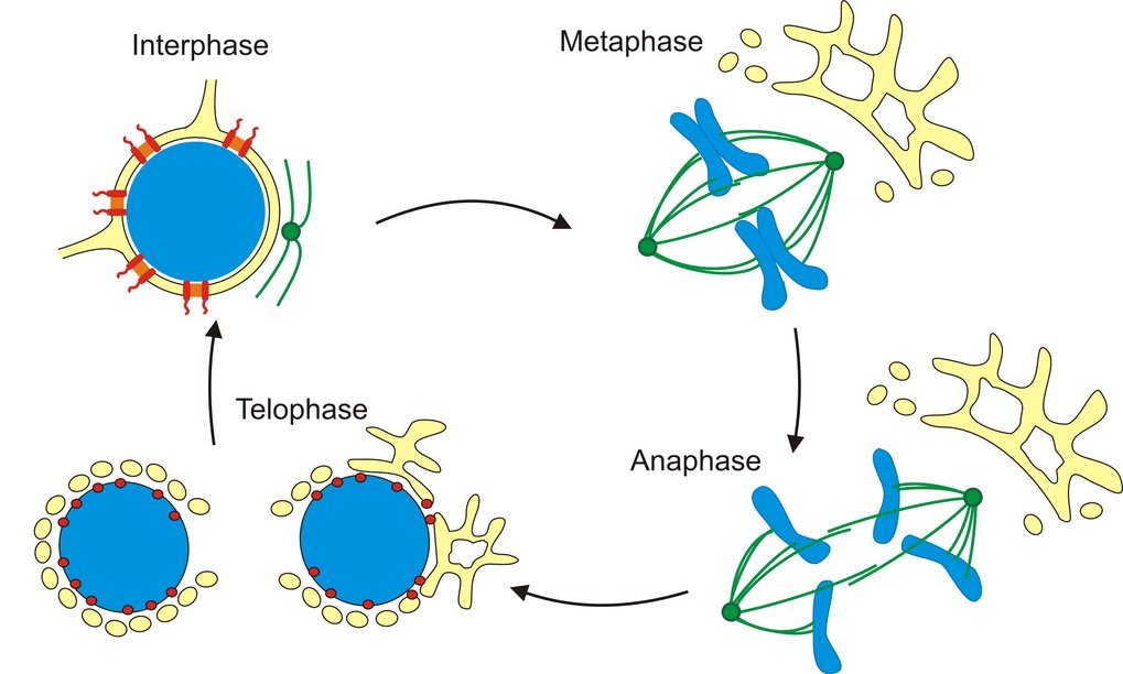 Kernhülle in der Mitose