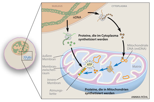 Einblicke In Die Nanowelt Der Mitochondrien Und Die Organisation Ihres ...