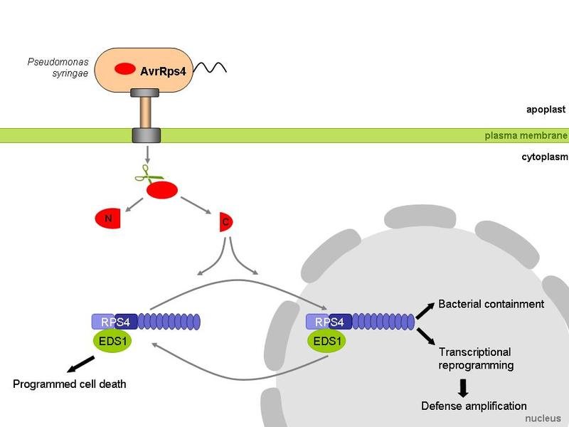 plants-use-mobile-proteins-to-defend-themselves-against-bacteria-max