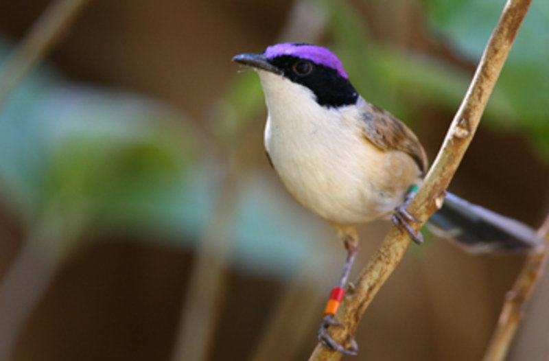 purple crowned fairy wren