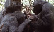 In chimpanzees, hunting and meat-eating is a man’s business | Max