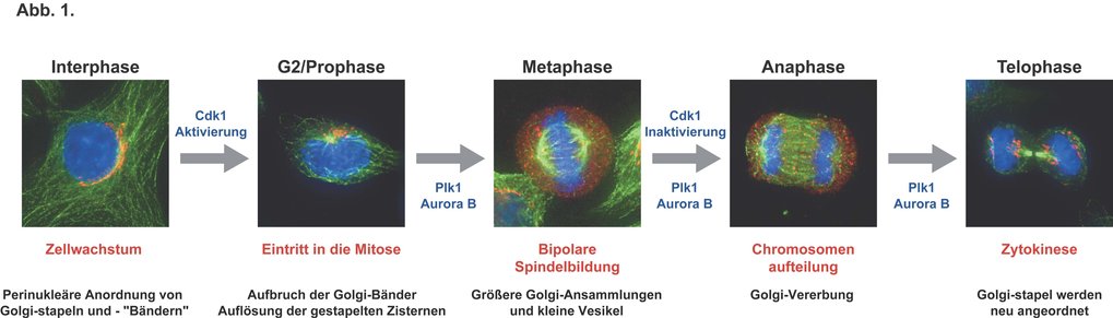 Regulation Von Zellteilung Und | Max-Planck-Gesellschaft