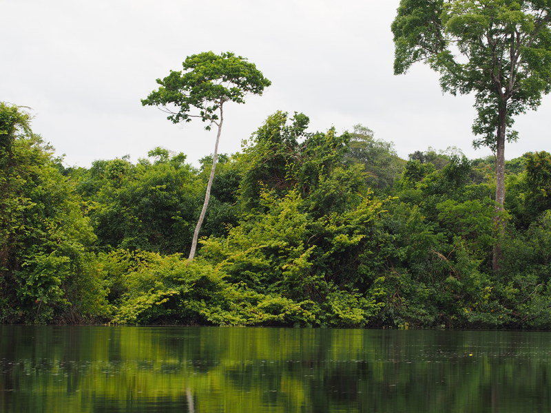 At least 40,000 tree species in the tropical forests | Max Planck Society